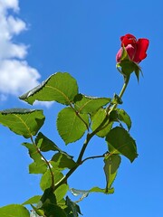 red rose against blue sky
