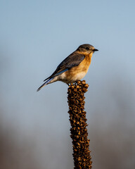 Eastern Bluebird