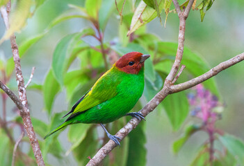 Okerkaptangare, Bay-headed Tanager, Tangara gyrola