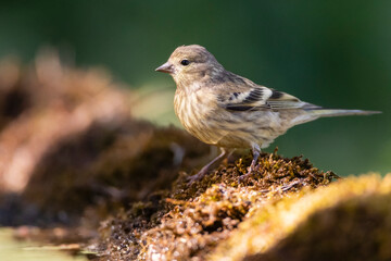 Citroenkanarie, Citril Finch, Serinus citrinella