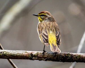 Palm Warbler Perched on Branch