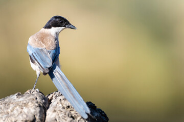 Blauwe Ekster, Iberian Magpie, Cyanopica cooki
