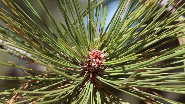 Red-brown partially open nonresinous ovoid buds with notably white trichomatic scale fringes of Pinus Jeffreyi, Pinaceae, native monoecious evergreen tree in the San Emigdio Mountains, Autumn.