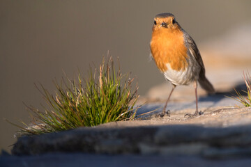 Roodborst; European Robin; Erithacus rubecula