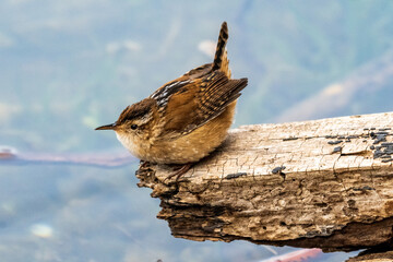 Marsh Wren Perched on Log