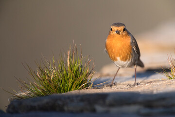 Roodborst; European Robin; Erithacus rubecula