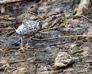Spotted Sandpiper Hunting