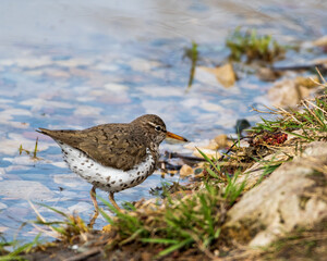 Spotted Sandpiper on Shore