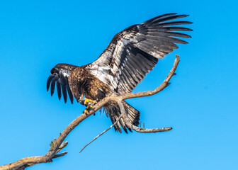 Immature Bald Eagles Speads Wings