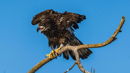 Immature Bald Eagles Speads Wings