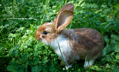 A red rabbit is sitting on a green clover lawn. The concept of Easter, New Year, animal husbandry