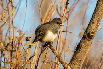 Dark-eyed Junco Perched on Tree Branch