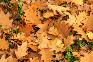 November trip to the forest