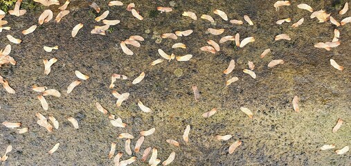 Autumn background, on wet gray concrete, the seeds of a maple tree (Lat. Acer). Maple spouts	
