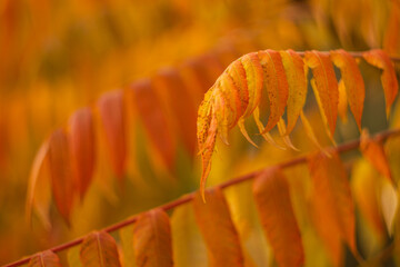 orange autumn leaves in focus in the forest