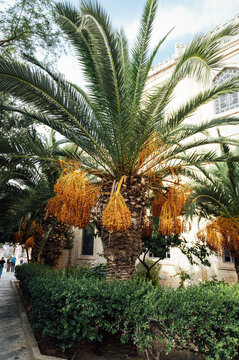 Palm trees in the city on the Mediterranean island of Crete, Greece