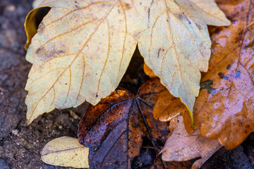 Red, gold and orange autumn leaves background.