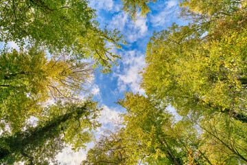Obraz premium Some beautiful trees set against the blue sky. Colorful Autmn in the forest. Look up to the treetop