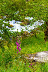 Emerald green of grass