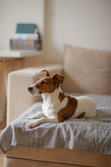 The young dog lies on the sofa in the apartment. The pet rests on the sofa after a walk. Jack russell in a cozy bright apartment