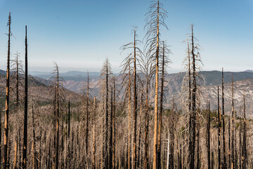 Obraz premium burnt trees after the wild fires in california