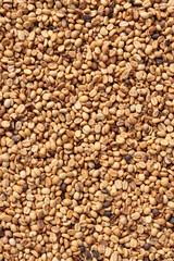 Coffee beans that have been sun dried because they are in the process of natural drying before roasting coffee beans to create quality roasted coffee beans before delivery to the shop.
