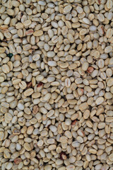 Coffee beans that have been sun dried because they are in the process of natural drying before roasting coffee beans to create quality roasted coffee beans before delivery to the shop.