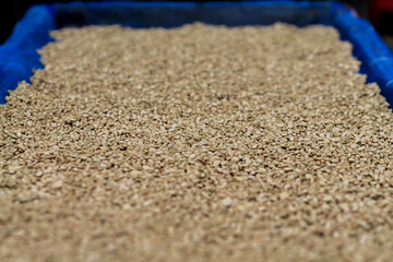 Coffee beans that have been sun dried because they are in the process of natural drying before roasting coffee beans to create quality roasted coffee beans before delivery to the shop.