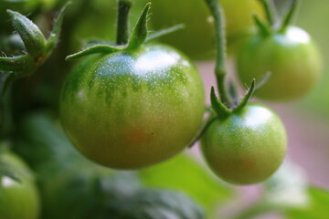 pomidor czerwony zielony - obrazy, fototapety, plakaty