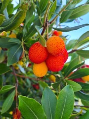 Obraz premium strawberry on the tree