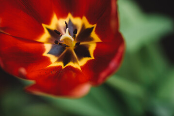 Fototapeta premium Leaves And Red Glitter Background, Red Tulip With Glitter Background