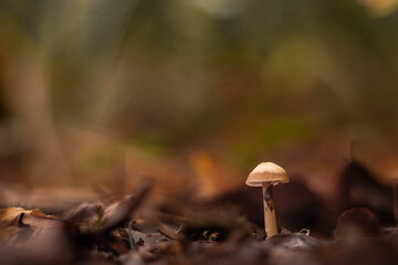 mushrooms in the forest