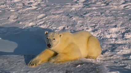 Large male polar bear lying on snow
