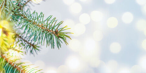 Fototapeta na wymiar Green fir tree branches with festive bokeh on a light background. Wide horizontal banner with copyspace. Winter and christmas concept