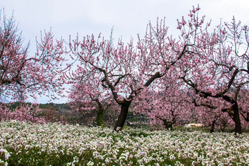 Almond tree blooming in the month of april in the mountain of Alicante. - 542776667