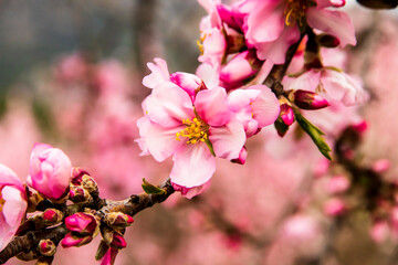 Almond tree branch blooming in the month of april in the mountain of Alicante. - 542776686