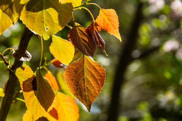 Yellowing leaves of a poplar tree in early autumn. - 542776803