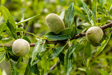 Tender green almonds on the branch of an almond tree.