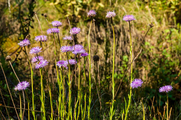 Set of small pink flowers in the forest at sunrise. - 542776815