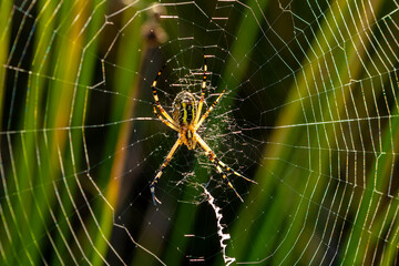 Spider in the middle of his web with sunbeams at sunrise. - 542776874