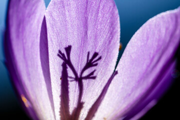 Macro photography with shadows of the petals. - 542776884
