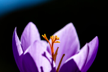 Macro photography with shadows of the petals. - 542776894