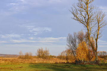 Fototapeta premium Autumn village landscape. Sunny morning, trees with yellow leaves, wooden fence, soft blue sky. The beauty of the native land. Golden autumn. Ukraine, Europe.