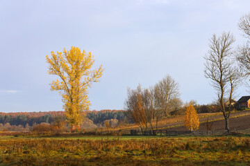 Fototapeta premium Autumn village landscape. Sunny morning, trees with yellow leaves, wooden fence, soft blue sky. The beauty of the native land. Golden autumn. Ukraine, Europe.