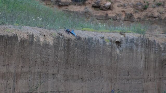 European Roller Coracias Garrulus in the wild. The bird flies away.