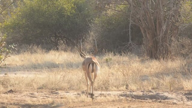 Impala walking, Zambia