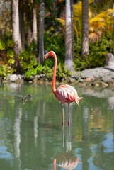 Flamingo 