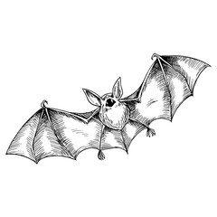 Bat PNG Format With Transparent Background
