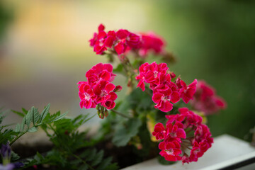 Fototapeta premium Red geranium on a window on a green background