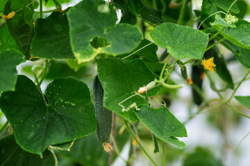 Large cucumbers growing in a greenhouse